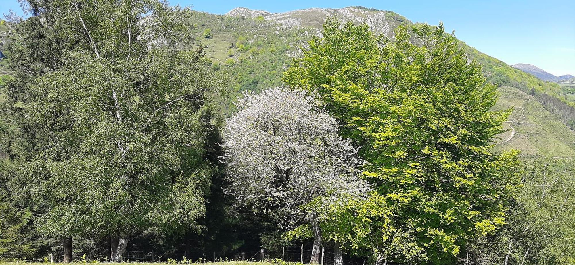 Ondarbaso Apartamentos Rurales I Zestoa Eksteriør billede